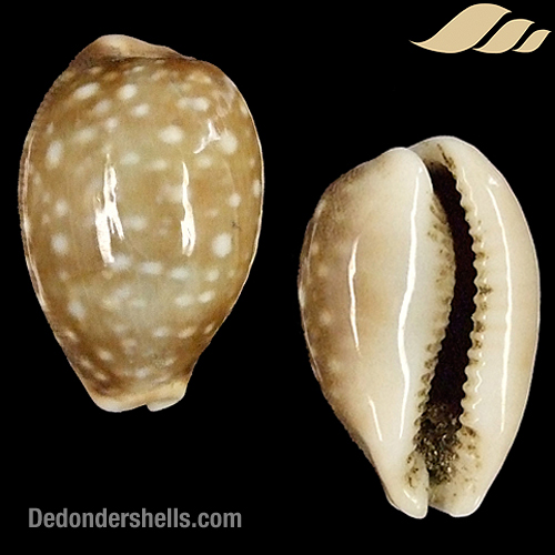 Cypraea vitellus 1 - De Donder Shells
